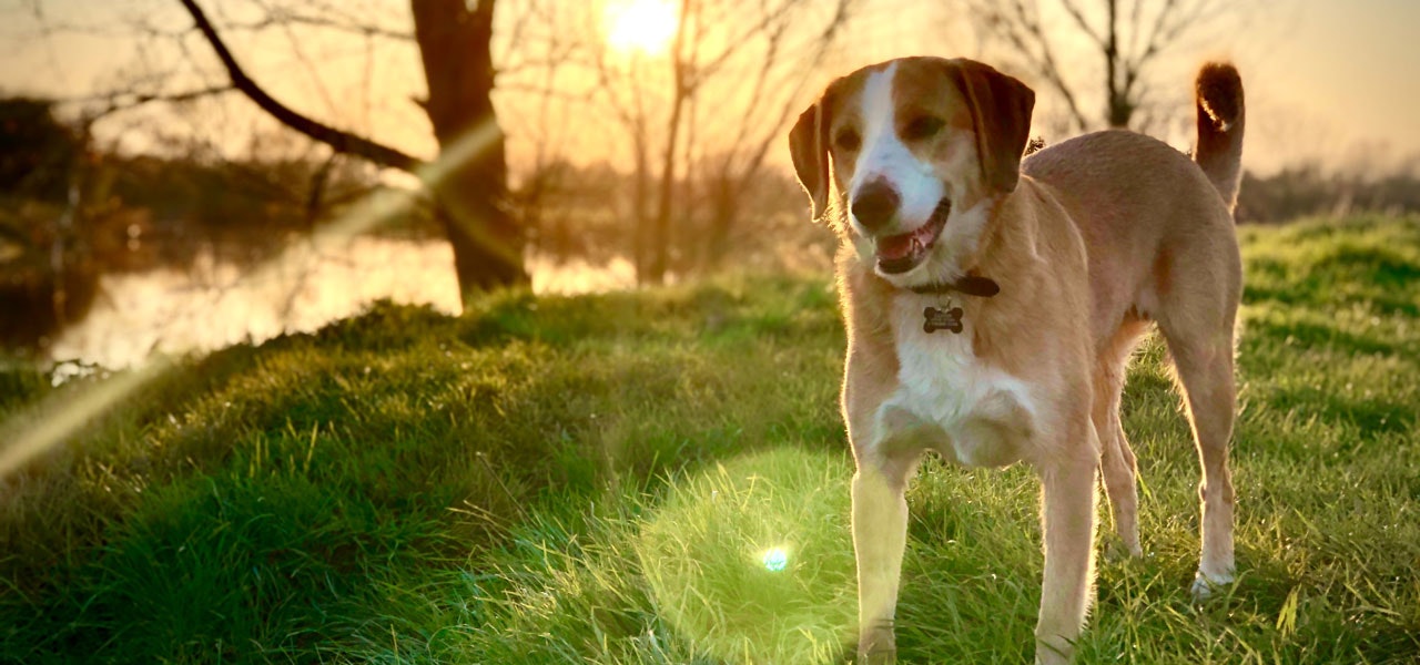 Kleinmetall Hundebedarf