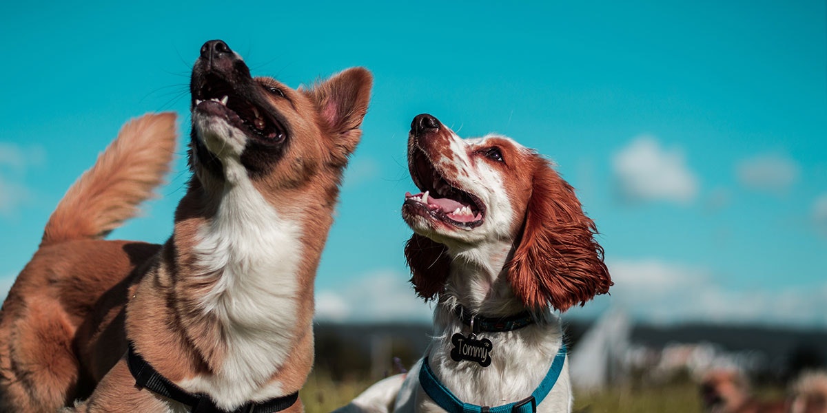 Hunde almo nature Zwei Hunde schauen auf eine Stelle weiter oben