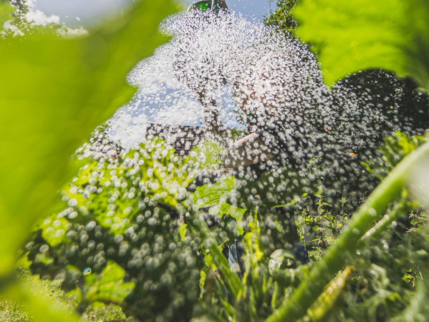 Detailaufnahme: Sanfte Tröpfchenbewässerung