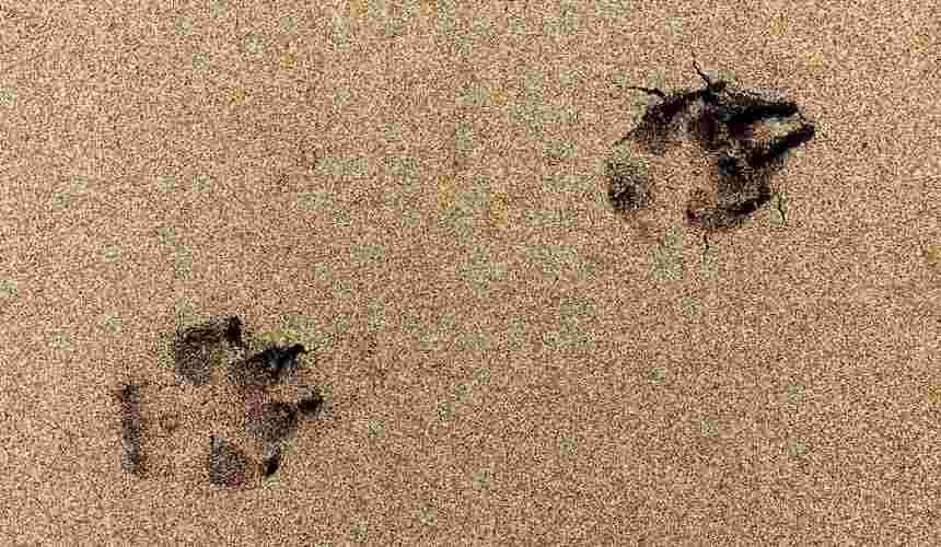 Der Schmerz wird verblassen wie Pfotenspuren am Strand Hundepfoten am Strand