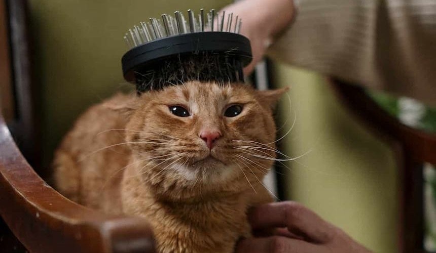 Regelmäßiges Bürsten hilft der Katze beim Fellwechsel Katze wird am Kopf gebürstet