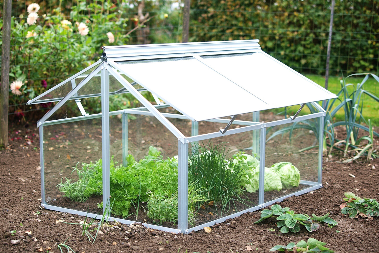 Ein frühbeet ist ein kleines Treibhaus zur Jungpflanzenanzucht