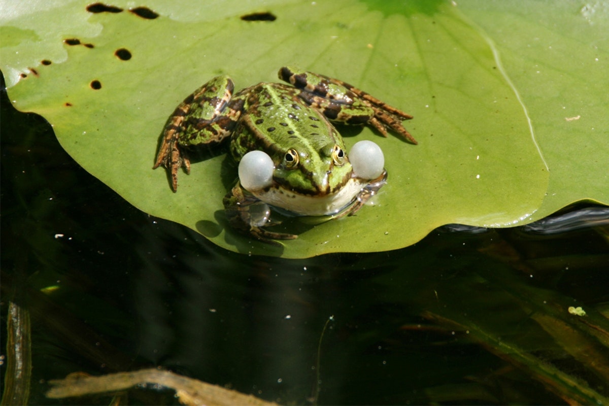 Der Teich hat sich zu einem Tierparadies entwickelt! Frosch mit aufgeblähten Backen sitzt auf einem Seerosenblatt im Teich