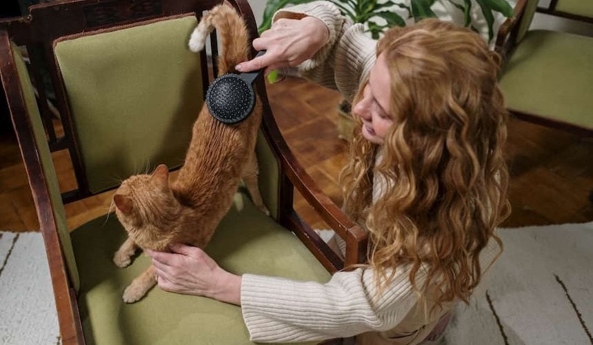 Bürsten: nicht nur beim Fellwechsel ein wichtiger Teil der Fellpflege Besitzerin bürstet Katze auf einem grün gepolsterten Stuhl