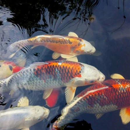 Koiteich Schillernd bunte Kois schwimmen im Teich