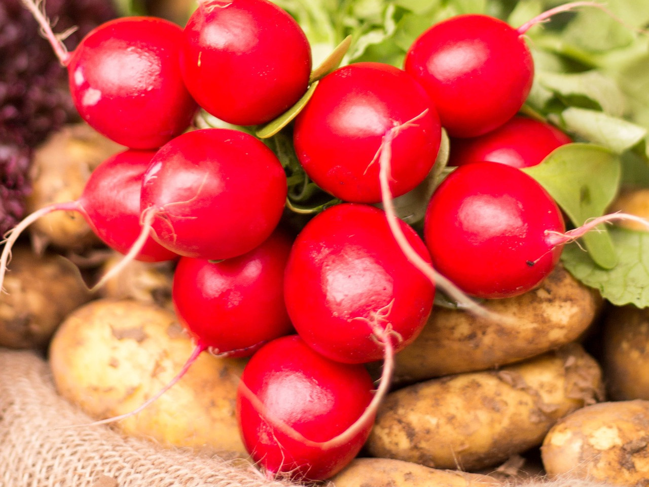 Radieschen