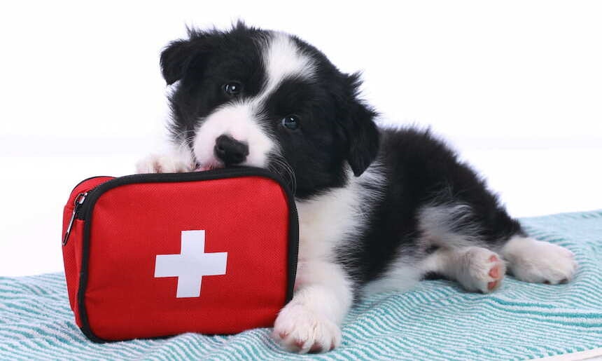 Kleiner schwarzweißer Hund hält eine Erste-Hilfe-Tasche zwischen den Pfoten Kleiner schwarzweißer Hund liegt auf einer Decke und hat eine rechteckige rote Tasche mit weißem Kreuz zwischen den Pfoten