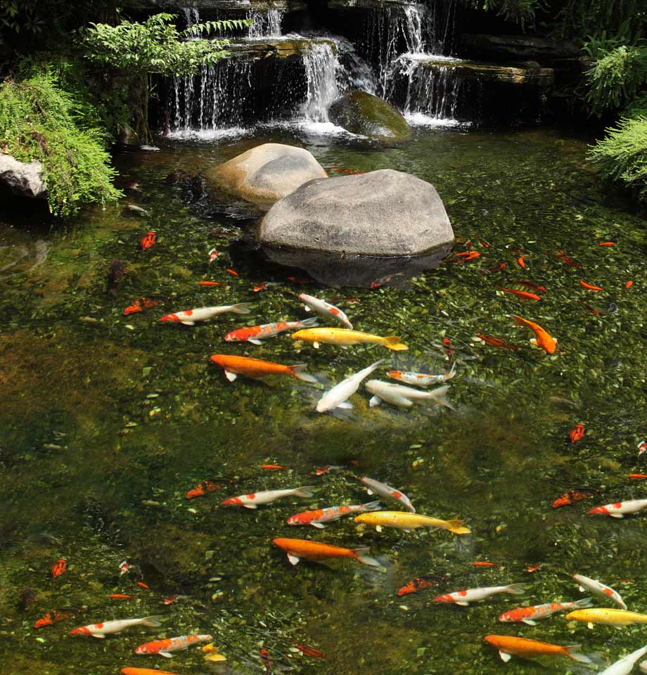 Nützliche Infos rund um Filterbakterien