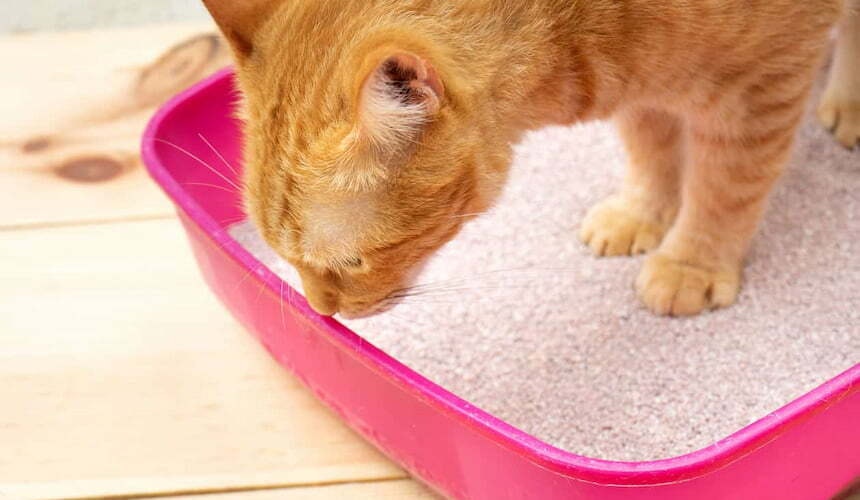 Pinkes Katzenklo Katzenklo, Katzenklo, ja das macht die Katze froh!