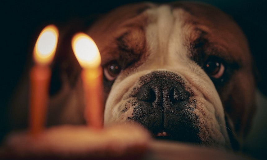 Hunde-Geburtstagskuchen Hund schielt seinen Geburtstagskuchen mit Kerzen drauf an