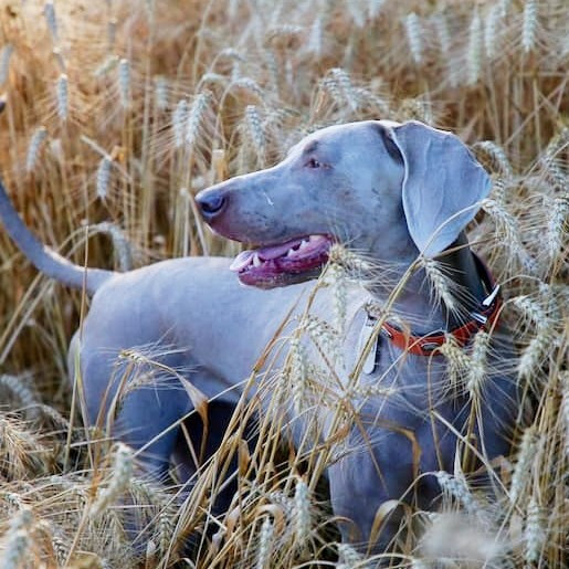 Getreide für den Hund?
