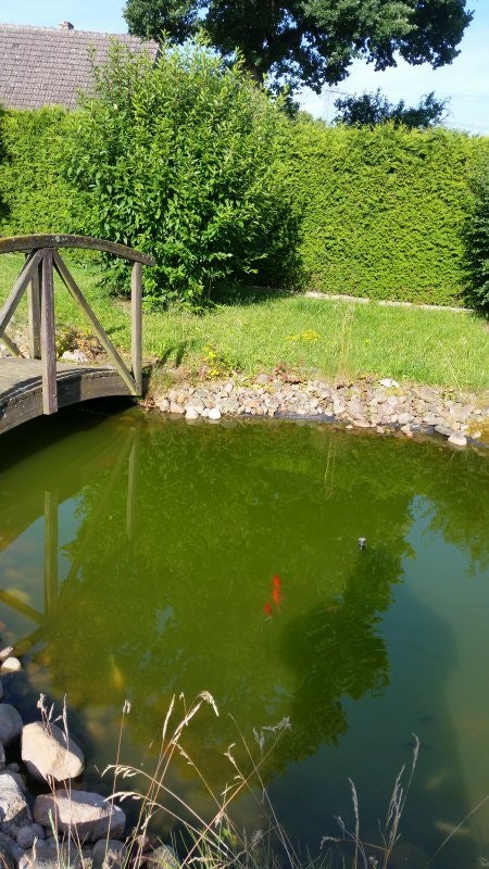 Gartenteich