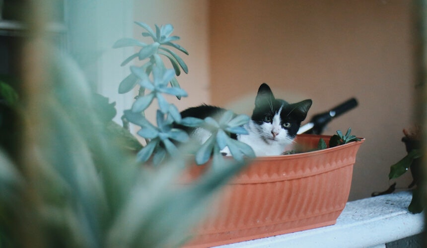 Leicht giftige Pflanzen gehören zur Sicherheit auf die Fensterbank Schwarz-weiße Katze auf Fensterbank