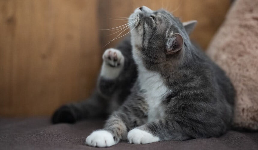 Katze liegt und kratzt sich Eine Katze hat Milben und muss sich kratzen