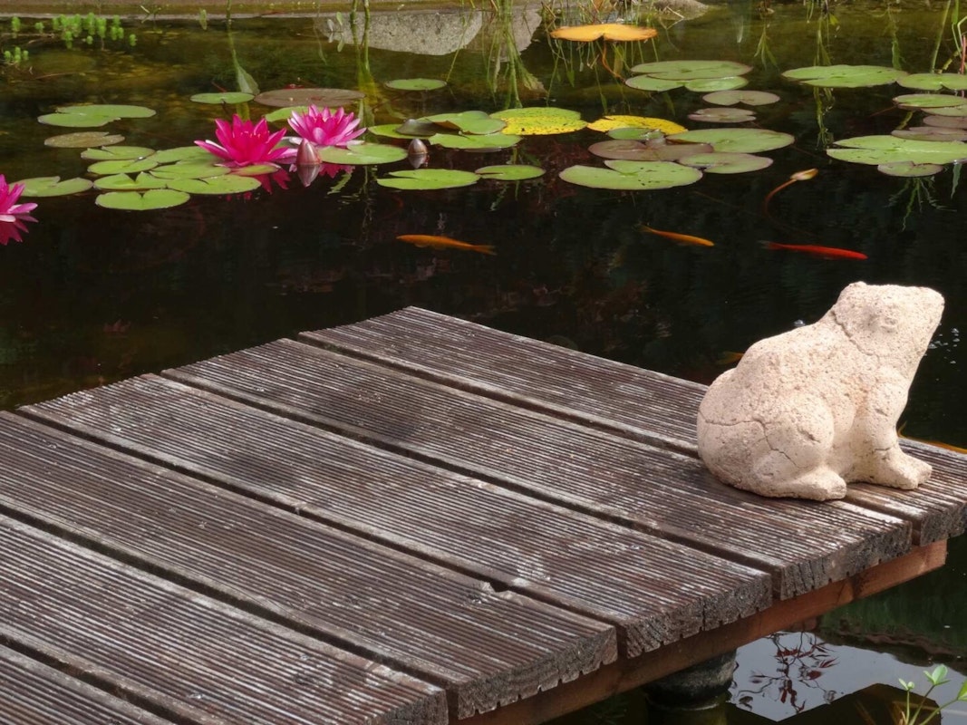 Steg mit Froschdeko Steg mit Froschdeko