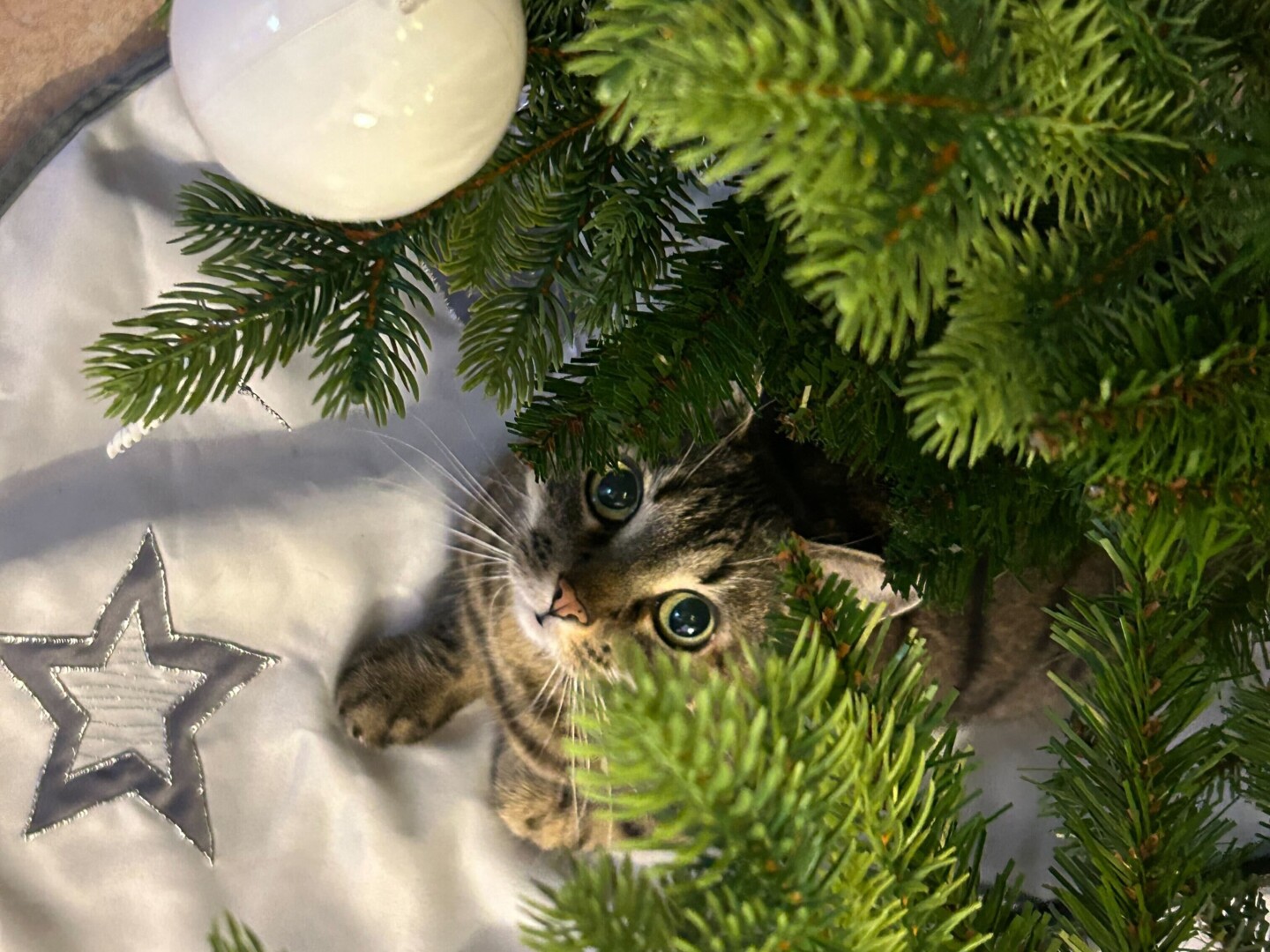 Samtpfote unterm Weihnachtsbaum