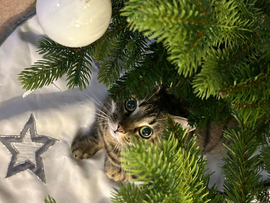 Samtpfote unterm Weihnachtsbaum
