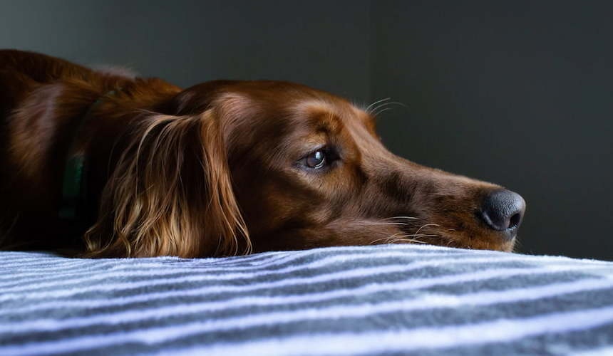 Hund liegt auf dem Bett  Brauner Hund liegt auf einem blau-weiß gestreiftem Bett