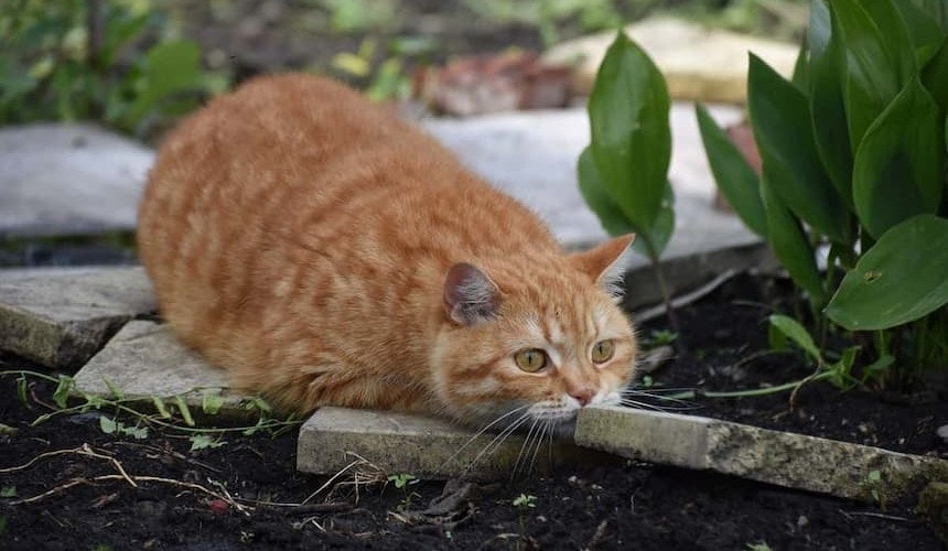 Katze liegt auf der Lauer getigerte Katze liegt am Blumenbeet