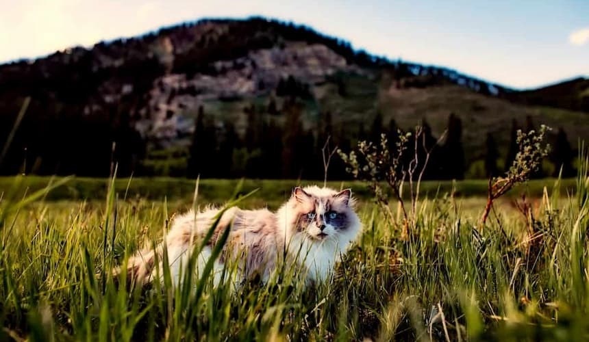 Katze im hohen Gras Auchtung Zecken: eine Katze sitzt im hohen Gras