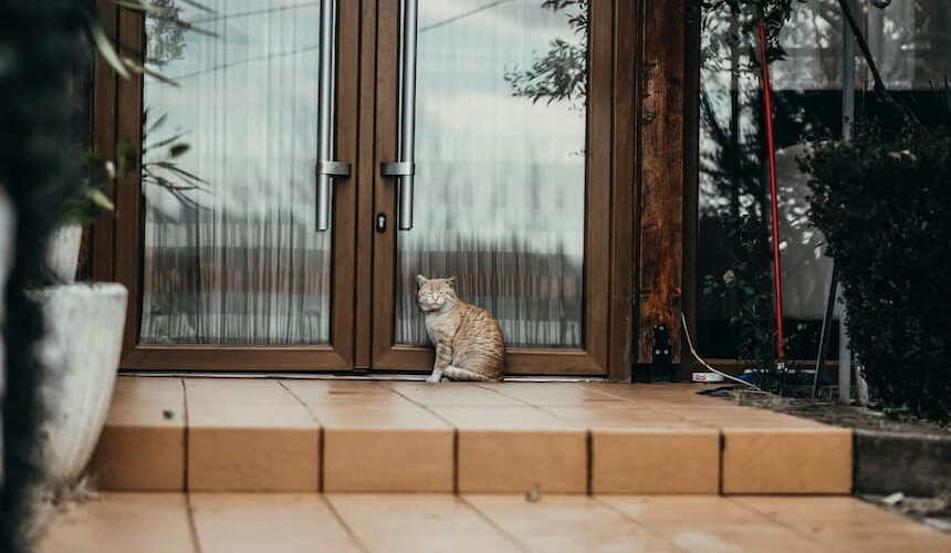 Freigänger Katze Katze sitzt draußen vor der Terrassentür