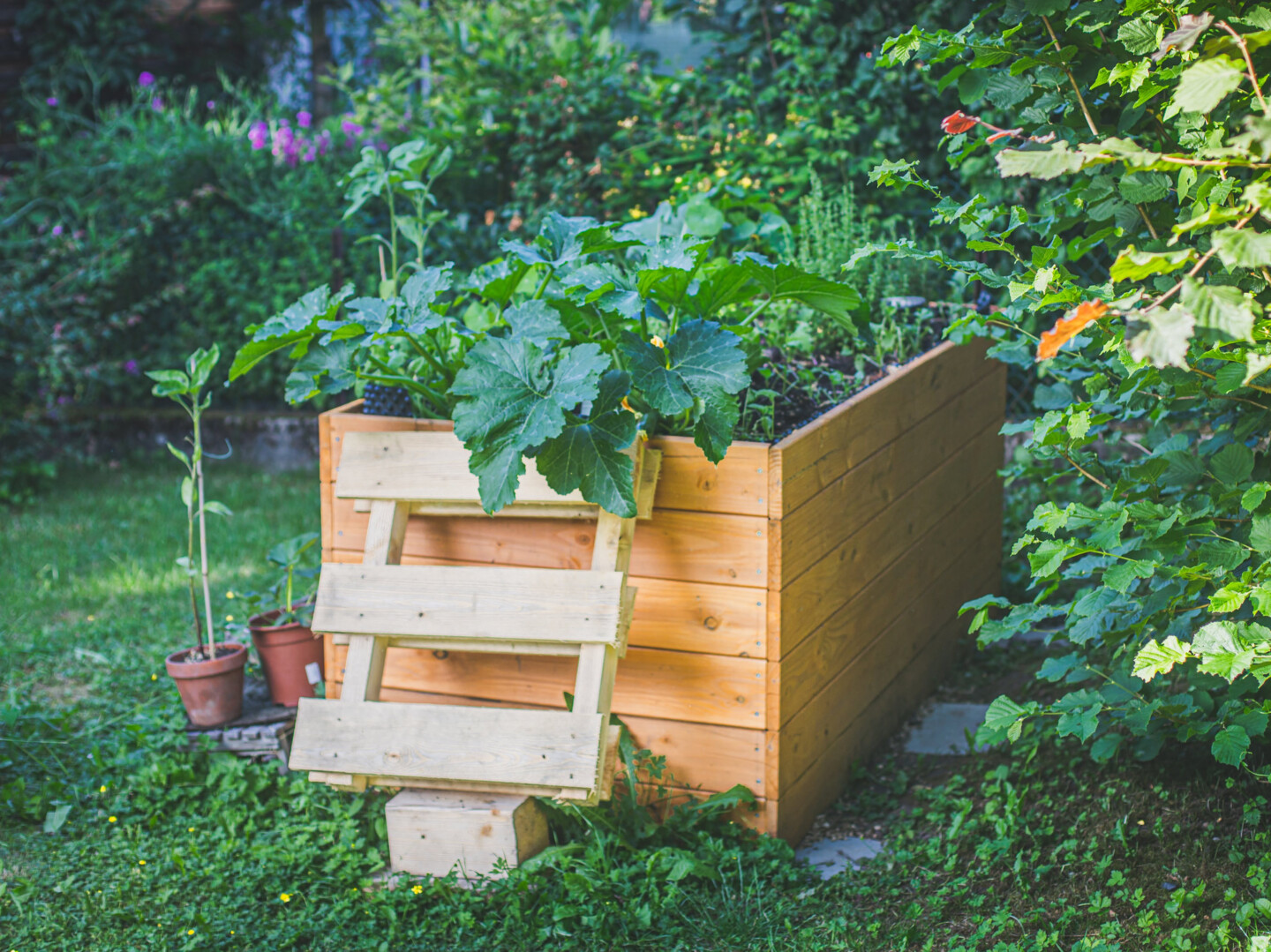 Ein Hochbeet aus Holz in dem üppiges grünes Gemüse wächst