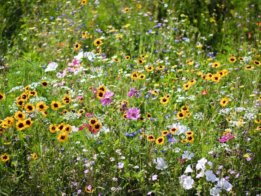 Wildromantisch: Blumenwiese und Insektenparadies Wildromantisch: Blumenwiese und Insektenparadies