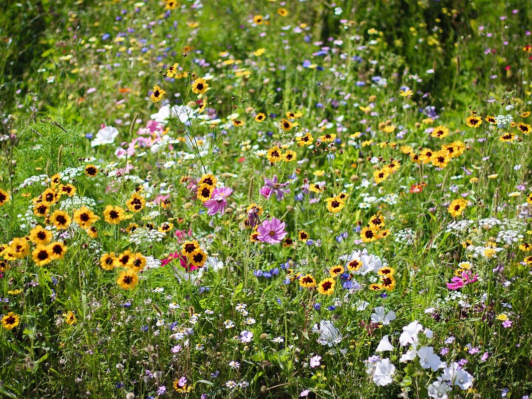 Wildromantisch: Blumenwiese und Insektenparadies
