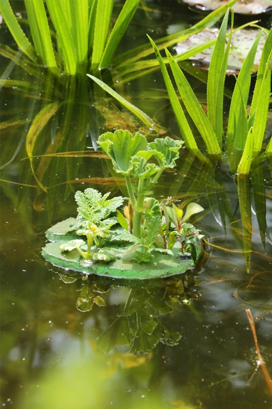 Kübelpflanzen auf Styropor werden zu prächtigen schwimmenden Inseln. Junge Kübelpflanzen durch Styropor gesteckt wachsen zu einer prächtigen Insel heran.