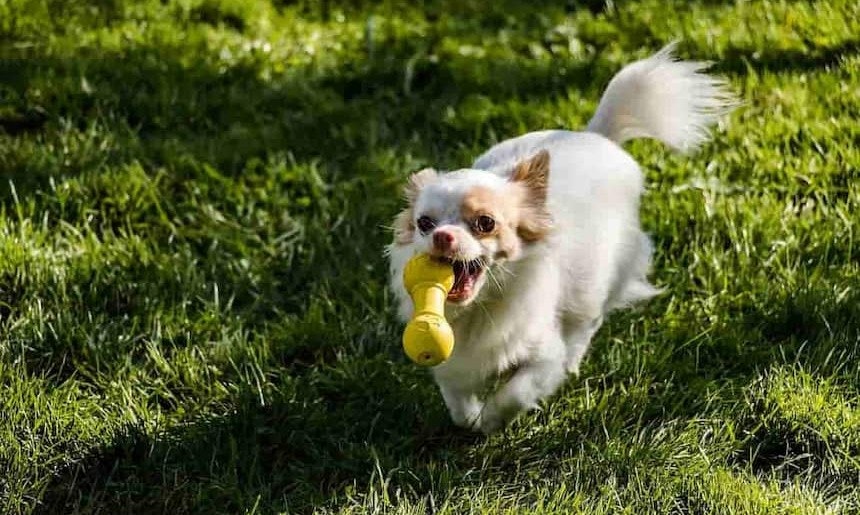 Hund apportiert Ein kleiner Hund bringt einen gelben Gummiknochen