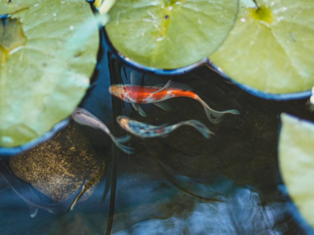 Klares Wasser und Fische Bei sauberem Teichwasser fühlen sich auch die Fische wohl