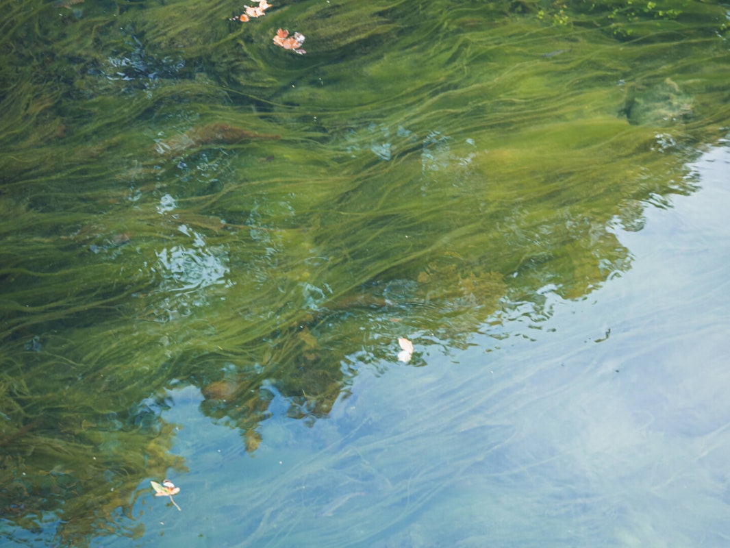 Nicht so schön anzusehen: Algen im Teich Gartenteich mit Seerosen der stark mit Algen bewachsen ist.