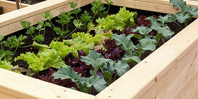 Hochbeet mit Salat
