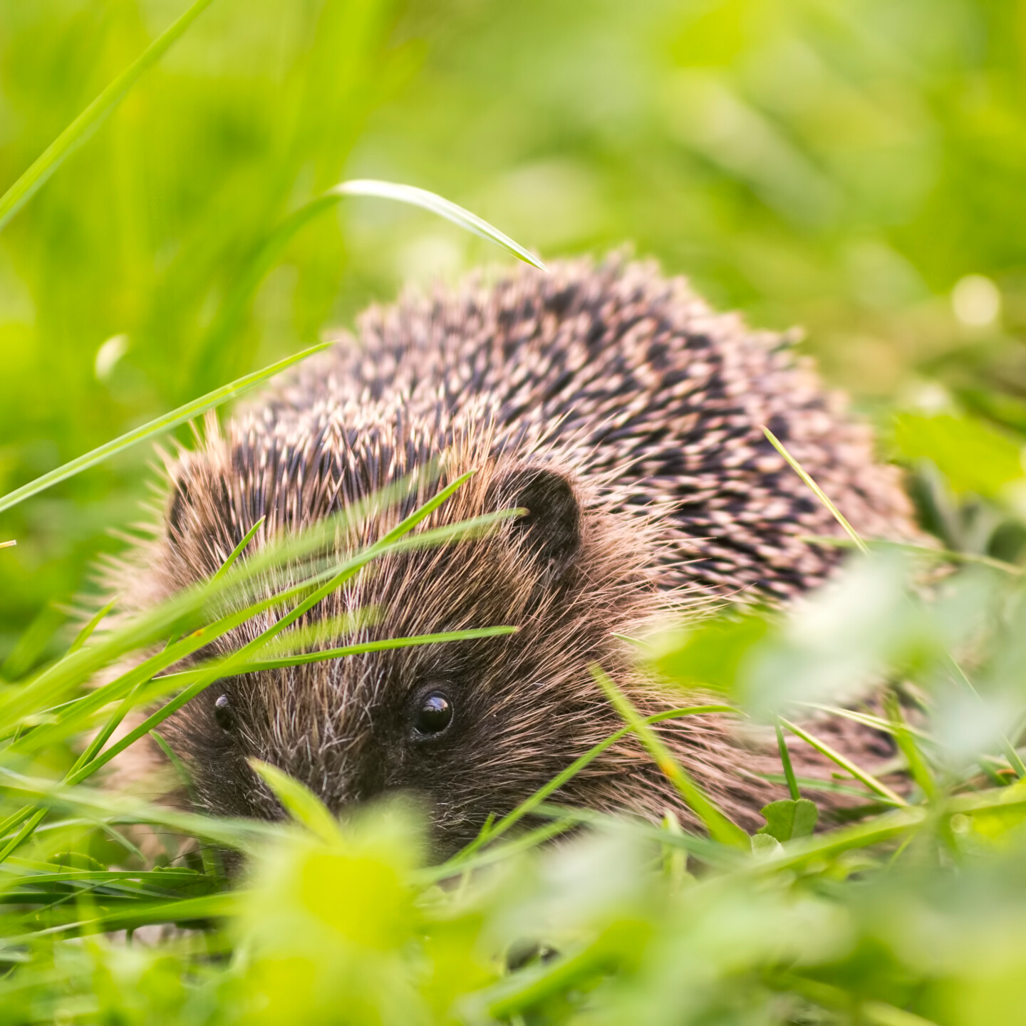Igel lassen sich tagsüber kaum blicken, doch wenn es dunkel wird, kommen Sie aus ihrem Versteck auf der Suche nach Futter