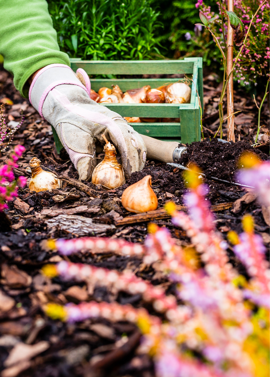 Blumenzwiebeln von kaltkeimenden Pflanzen werden im Herbst gepflanzt.