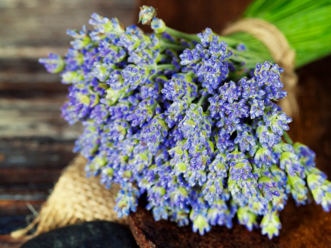Lavendel