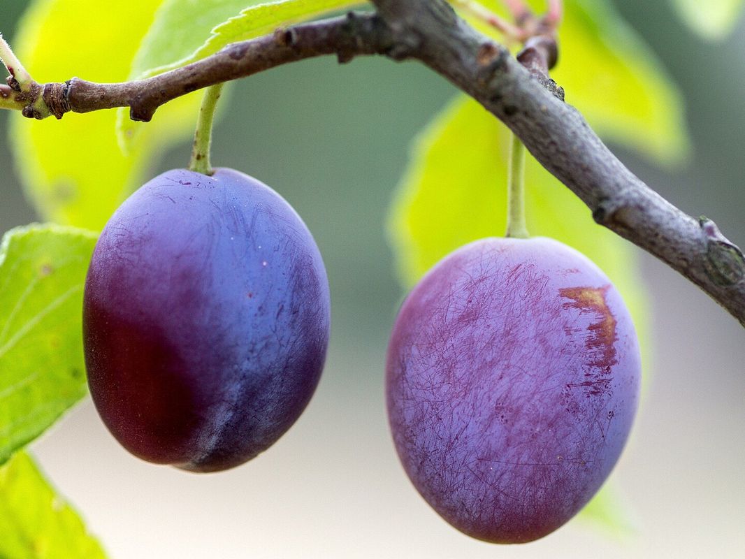 Pflaumenbaum
