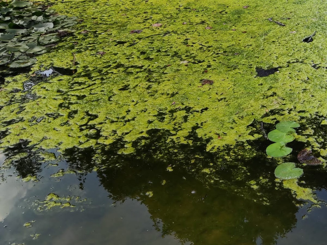 Großflächige Algen Ein Teich der beinahe komplett mit Algen bedeckt ist