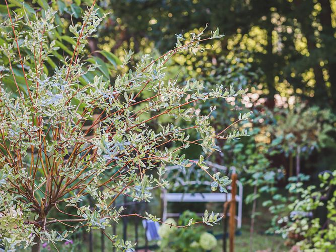 Romantische Gartengestaltung