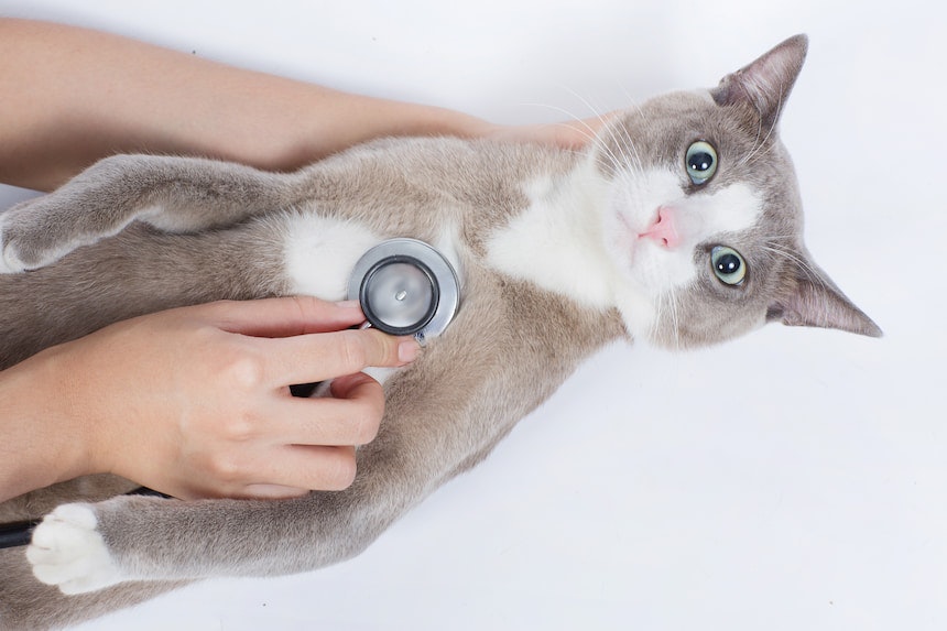 Katze beim Tierarzt Katze wird mit einem Stethoskop vom Tierarzt abgehört