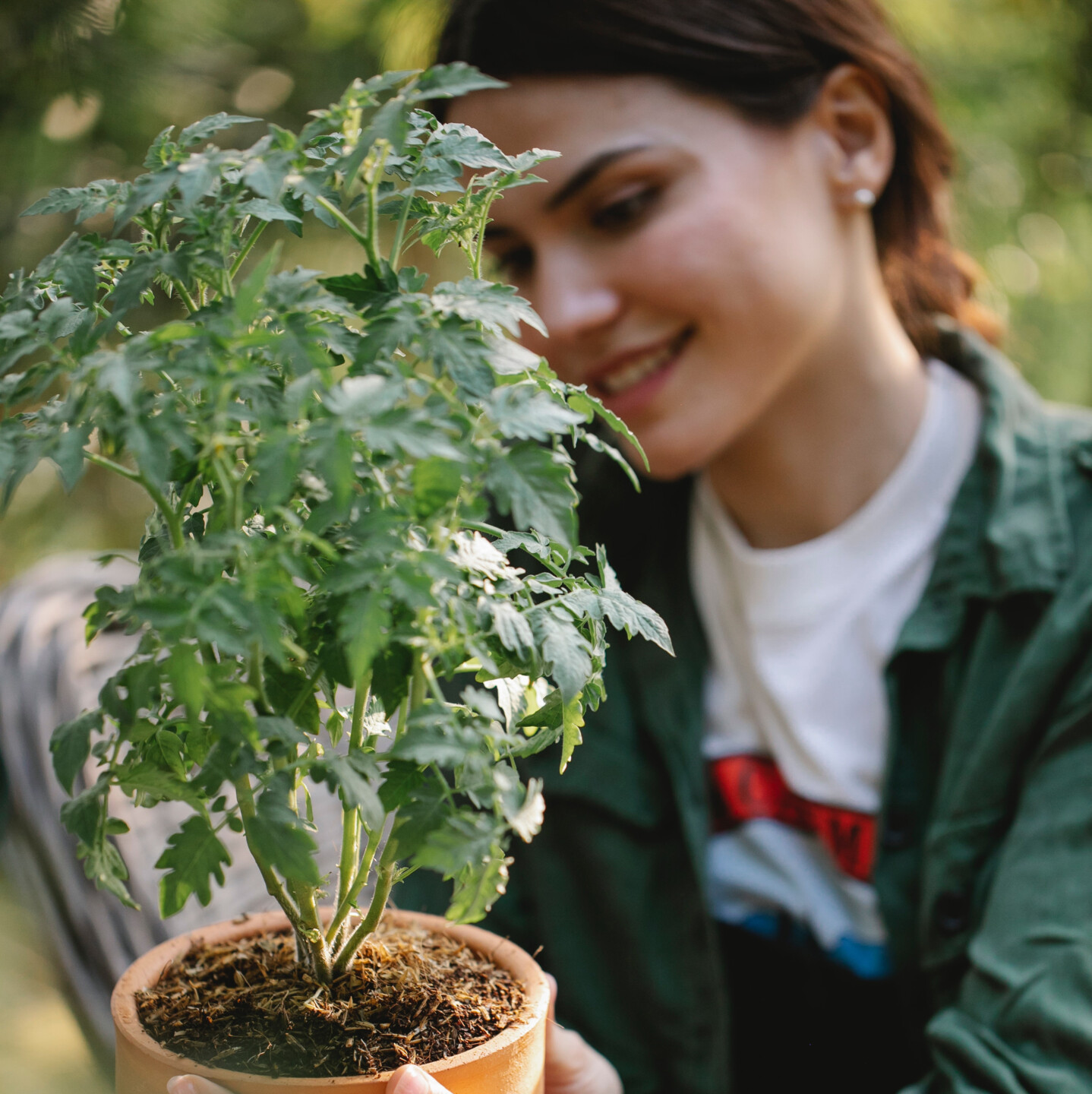 Bepflanzung des Gewächshauses