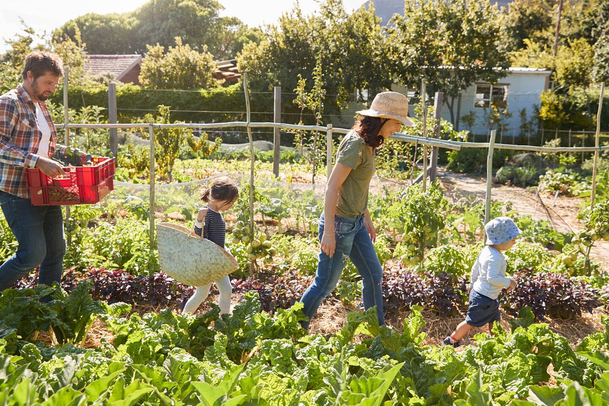 Familie erntet