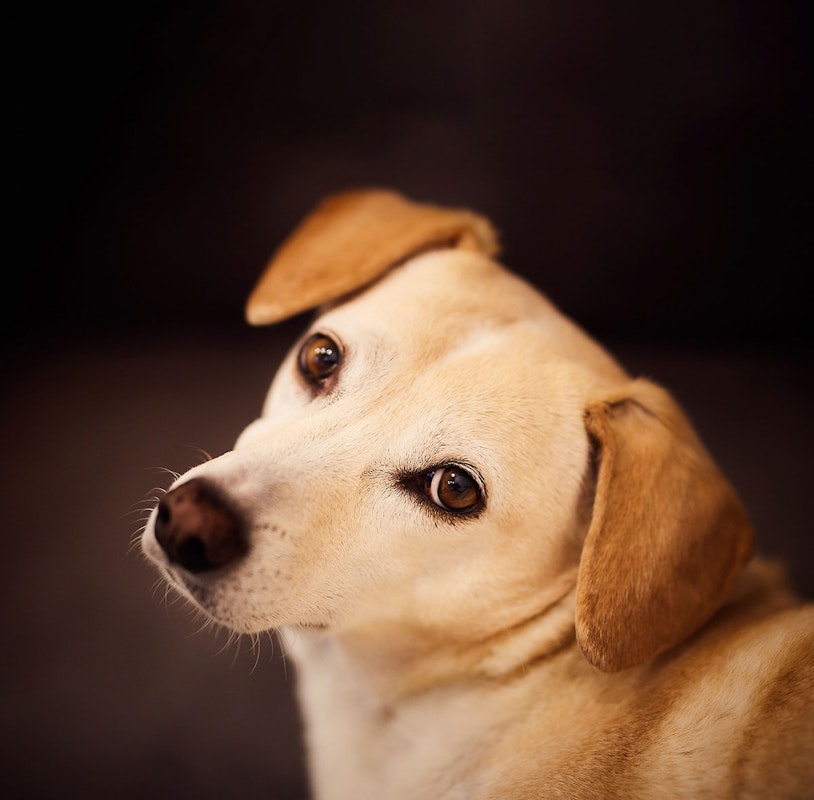 almo nature Markenwelt Hund hellbrauner Hund schaut zurück
