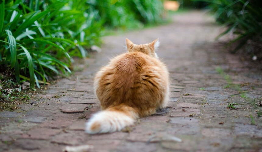 Katze unterwegs Die Katze sitzt im Garten