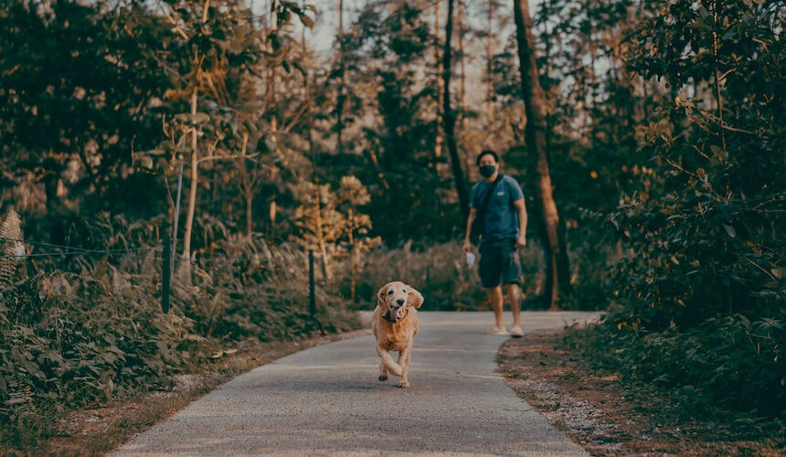 Gassi gehen: Spaß und Freude! Golden Retriever beim Gassi gehen