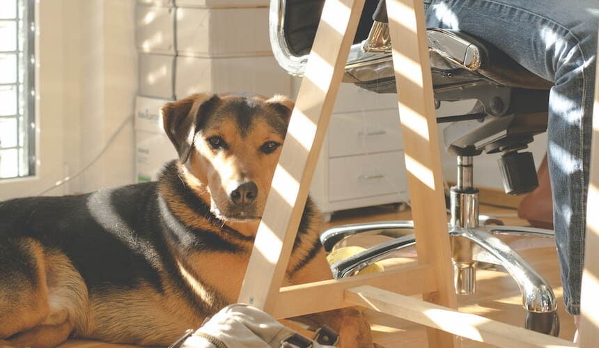 Braungescheckter Hund liegt zu Füßen einer Person die am Schreibtisch sitzt Braungescheckter Hund liegt auf dem Boden neben einer Person am Schreibtisch und die Sonne streift ihn