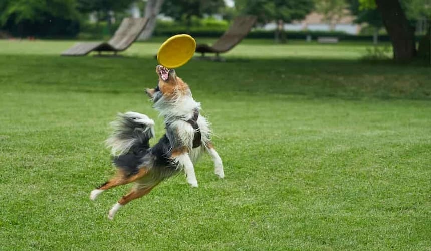 Hund spielt mit Frisbee Hund fängt eine Frisbee