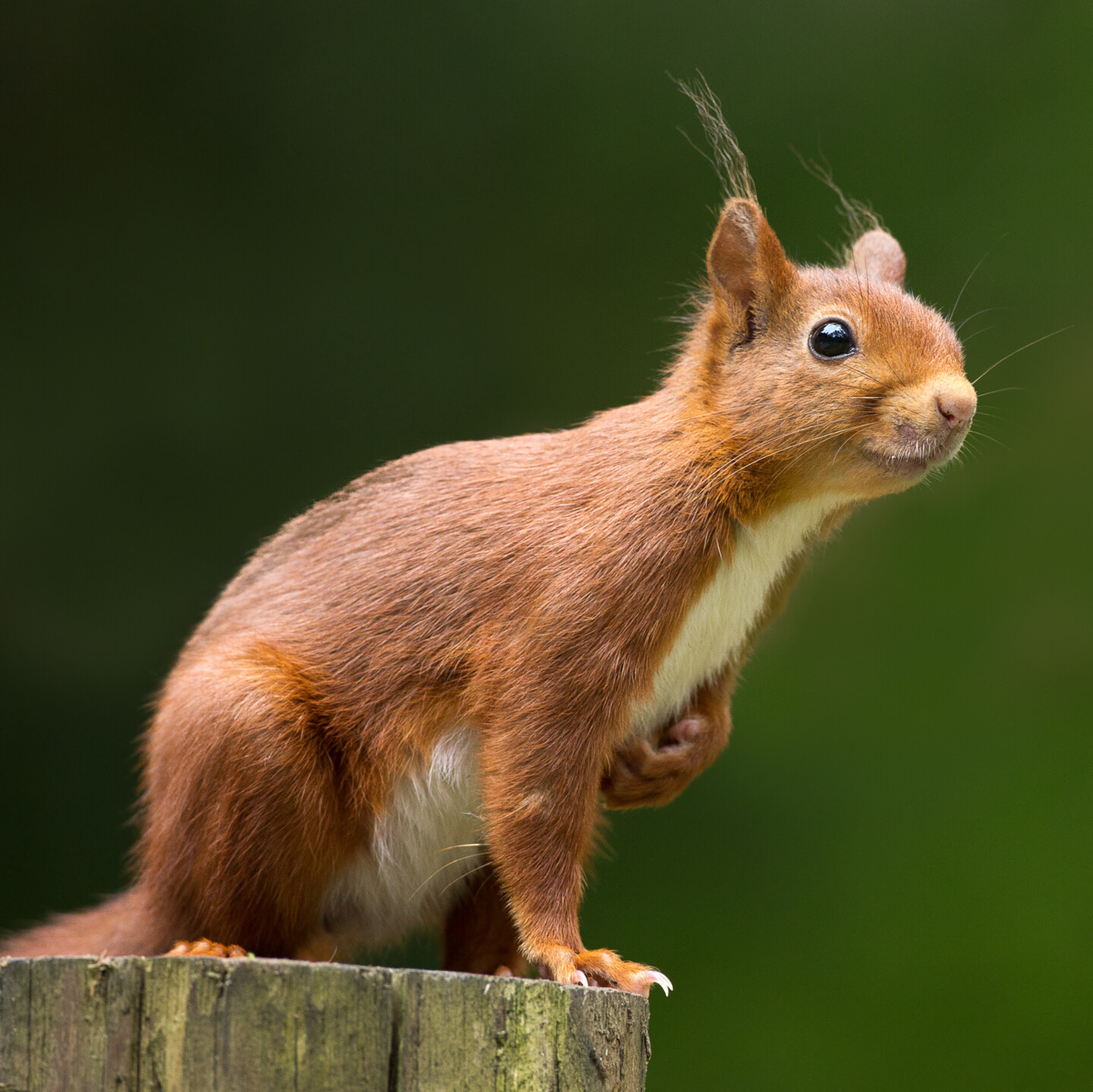 Eichhörnchen kommen auch im Herbst und Winter in unsere Gärten