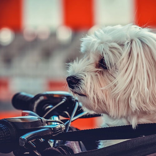 Hund Transport & Reise Fahrradzubehör Ein Hund sitzt vorne am Fahrradkorb, seine treuen Augen voller Vorfreude auf das Abenteuer, das sie gemeinsam erwarten.