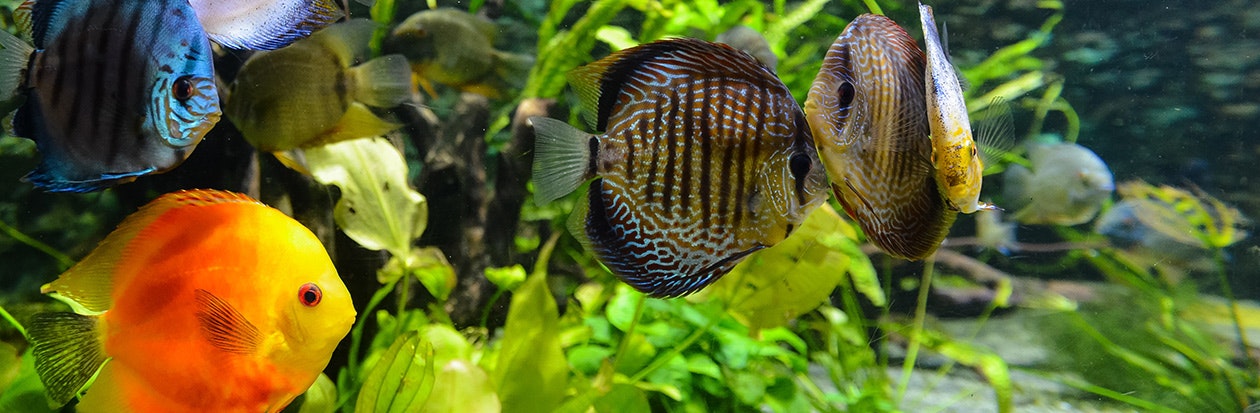 Eheim Diskus Fische bunte Diskus-Fische im Aquarium